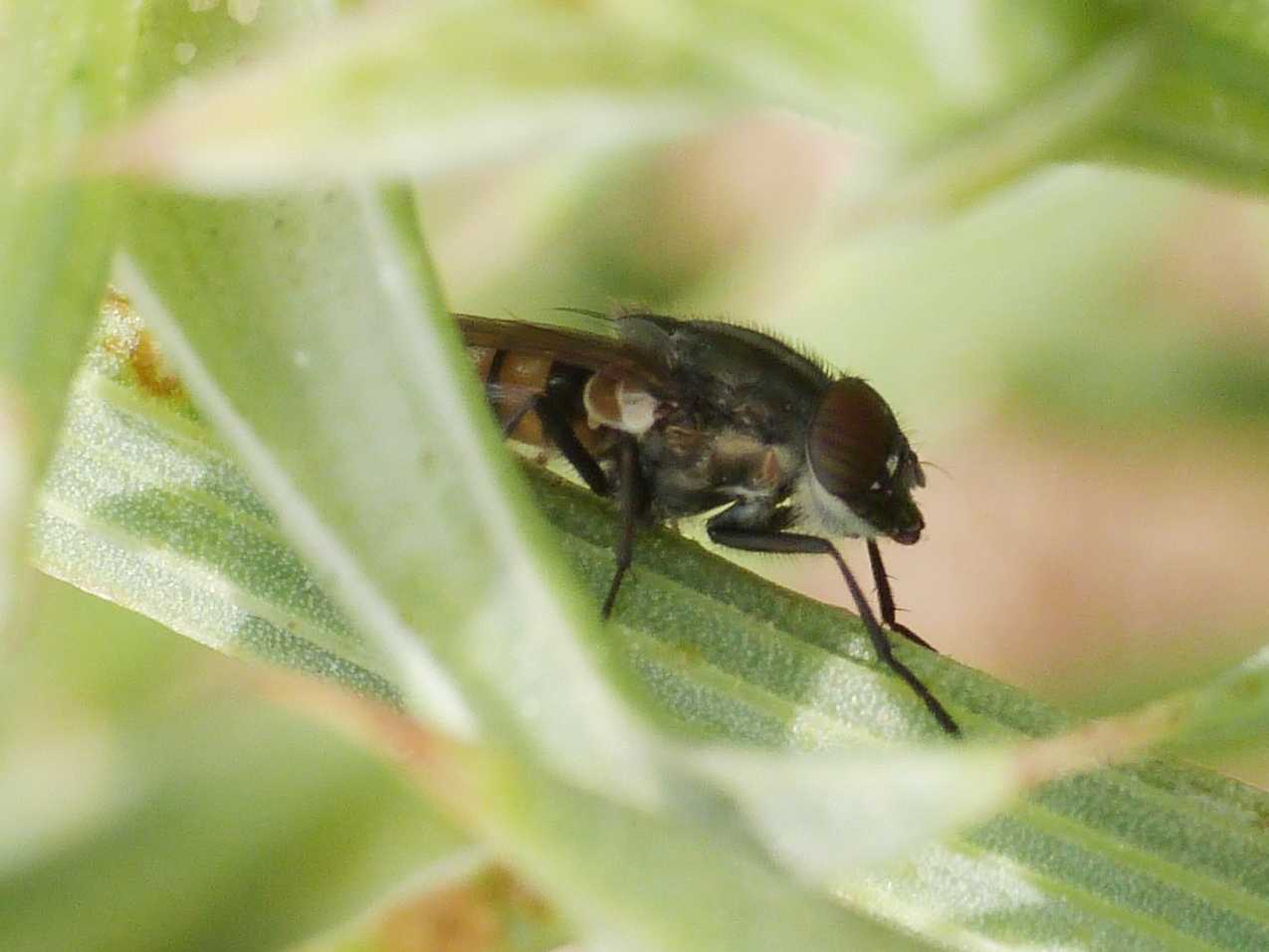 Stomorhina lunata in agguato?